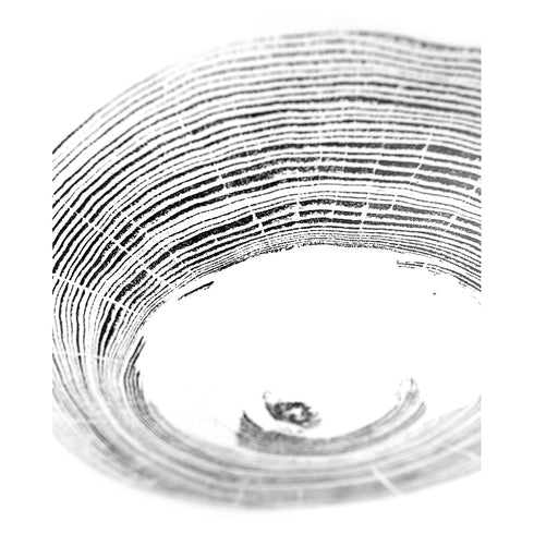 "Heart Rot Elm" Tree Print - White Paper